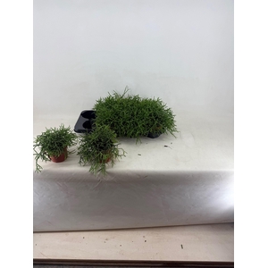 RHIPSALIS BURCHELLII