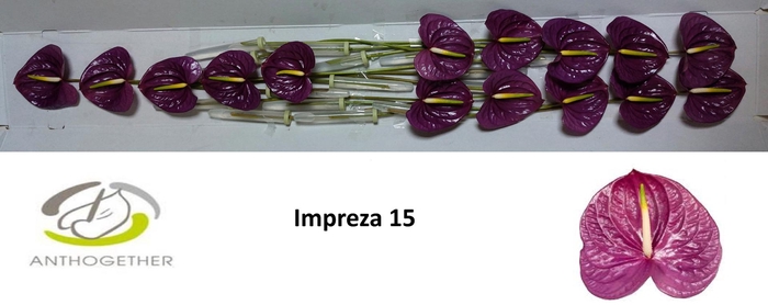 <h4>ANTH A IMPREZA 15</h4>