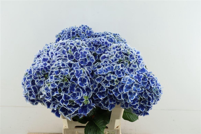 <h4>Hydr M Beau Dali 60-18</h4>