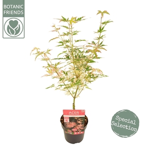 Acer palmatum Taylor