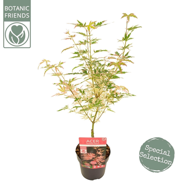 <h4>Acer palmatum Taylor</h4>