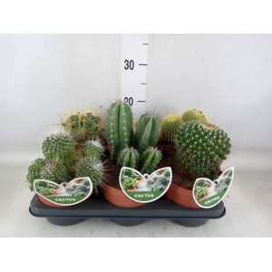 Cactus   ...mix