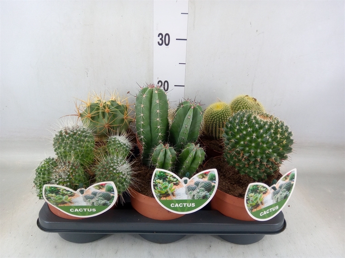 <h4>Cactus   ...mix</h4>