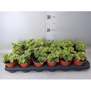 Hedera helix 'White Wonder'