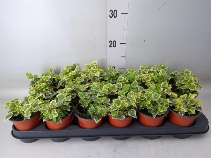 <h4>Hedera helix 'White Wonder'</h4>