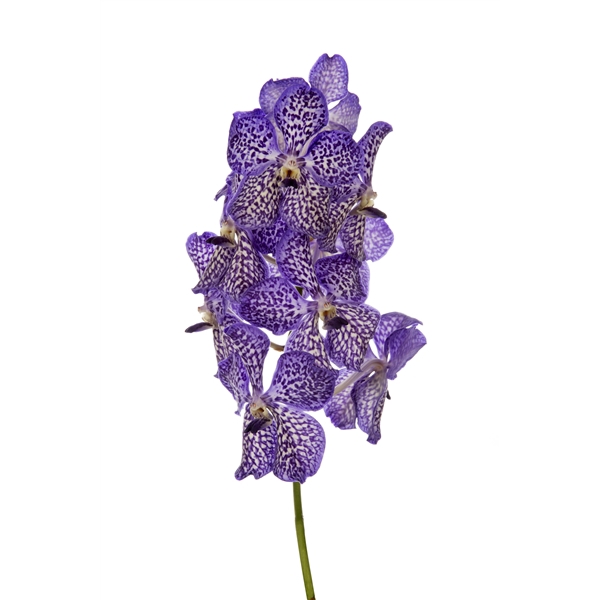 <h4>Vanda Sunanda Violet Ink</h4>