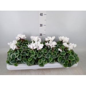 Cyclamen KL 'Donatello'