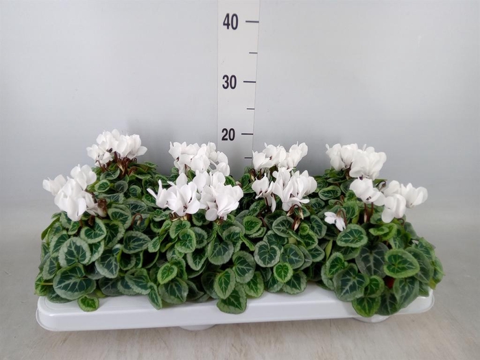 <h4>Cyclamen KL 'Donatello'</h4>