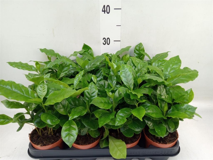 <h4>Coffea arabica</h4>