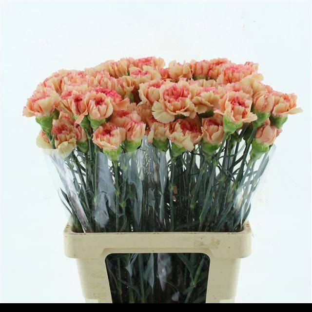 <h4>DI ST ATENEA ORANGE</h4>