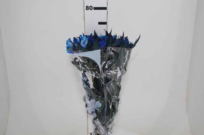 <h4>ALSTROEMERIA TINGIDA 080 CM AZUL</h4>