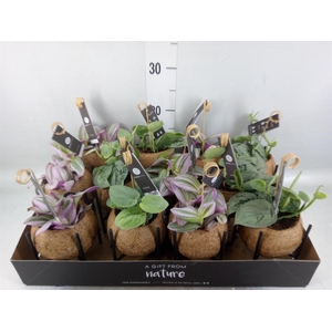 Planten Groen   ...mix  3