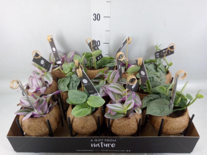 <h4>Planten Groen   ...mix  3</h4>