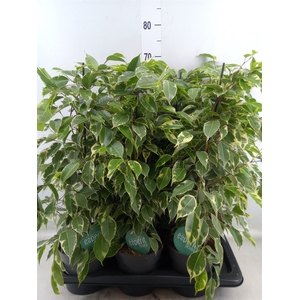 Ficus benja. 'Golden King'