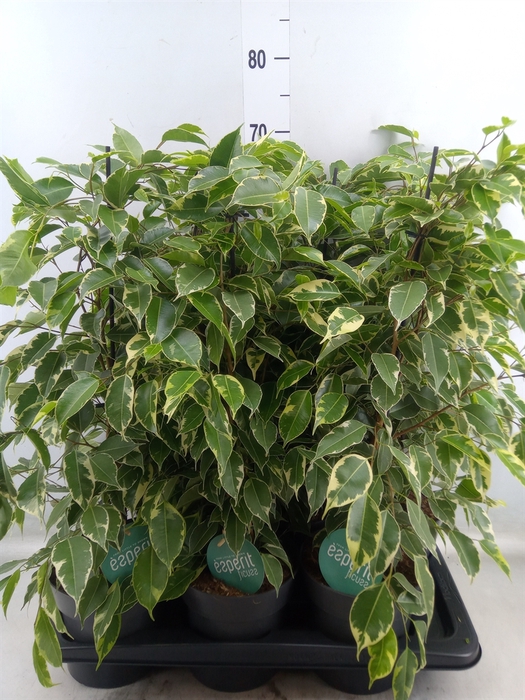 <h4>Ficus benja. 'Golden King'</h4>