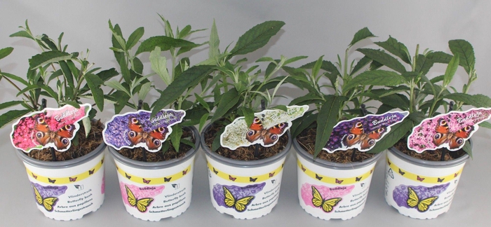 <h4>Buddleja mix C2</h4>