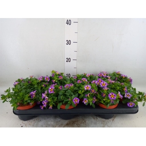 Calibrachoa  'Rave Violet'