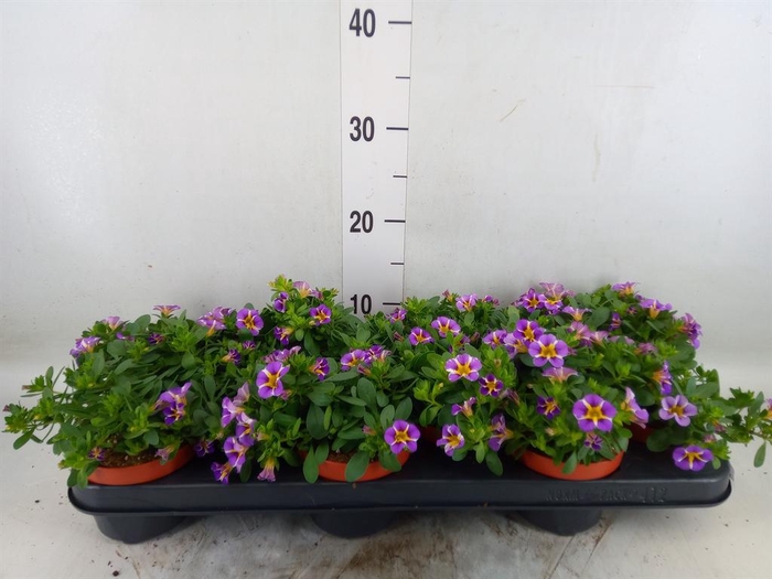 <h4>Calibrachoa  'Rave Violet'</h4>