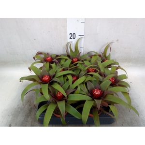 Guzmania  'Priscilla'