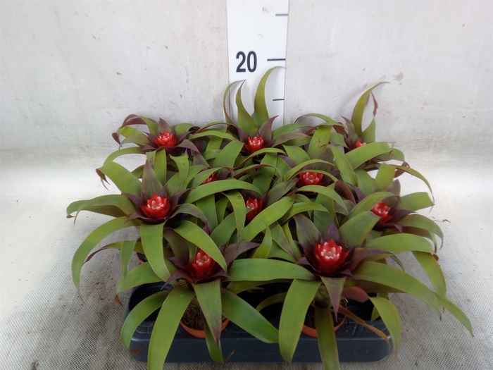 <h4>Guzmania  'Priscilla'</h4>