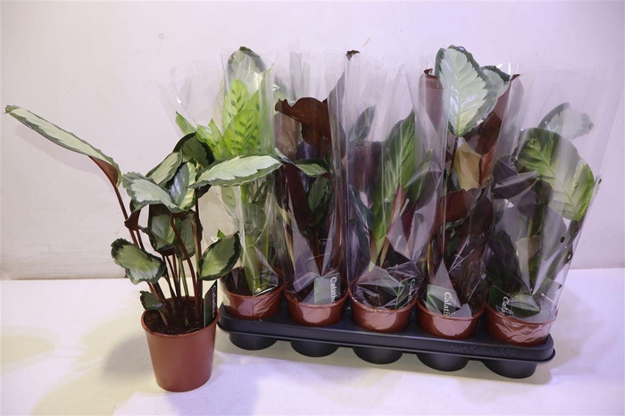 <h4>arr8 Calat Gem</h4>