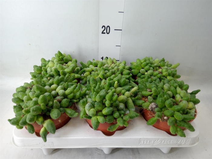 <h4>Cactus   ...</h4>