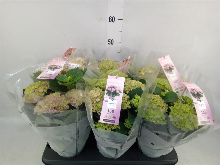 <h4>Hydrangea mac. 'Magical Revolution'</h4>