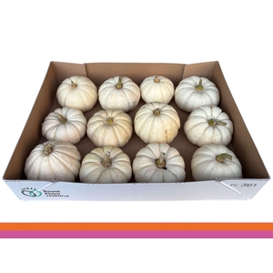 CUCURBITA PEPO 'BABY BOO'