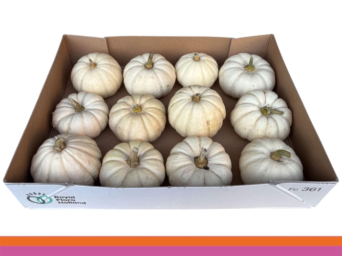 <h4>CUCURBITA PEPO 'BABY BOO'</h4>