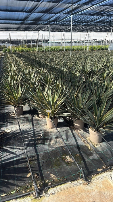 <h4>YUCCA GLORIOSA</h4>