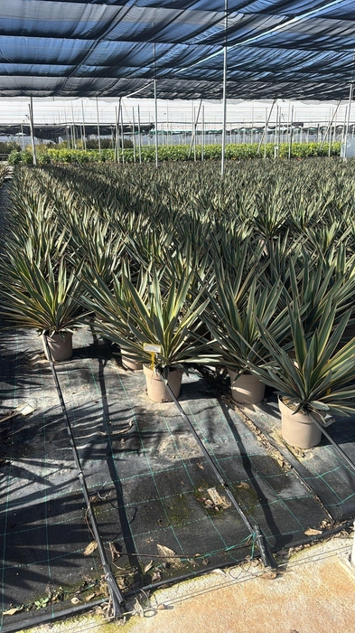 <h4>YUCCA GLORIOSA</h4>