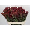 Leucadendron Safari Sunset