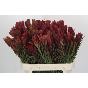 Leucadendron Safari Sunset