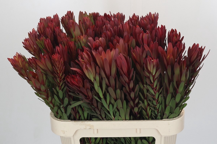 <h4>Leucadendron Safari Sunset</h4>