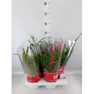 Lepismium bolivianum