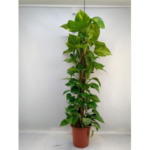 Epipremnum pinn.   ...moss stick