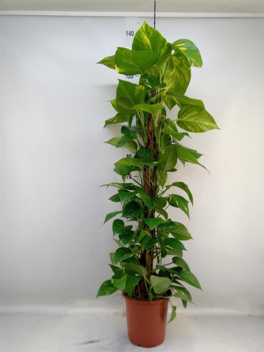 <h4>Epipremnum pinn.   ...moss stick</h4>