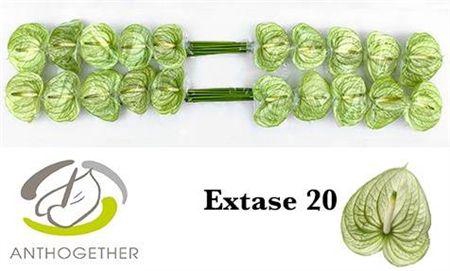 <h4>Anth A Extase</h4>