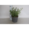 vaste planten 19 cm  Nepeta faassenii Walker`s Low