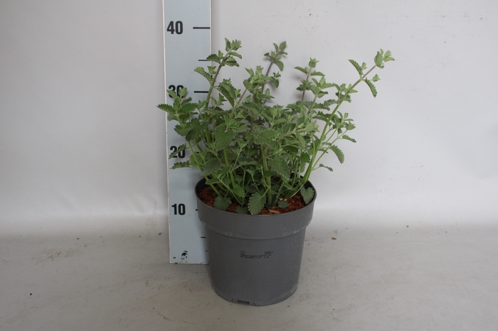 vaste planten 19 cm  Nepeta faassenii Walker`s Low