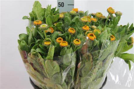 <h4>Calendula Yellow</h4>