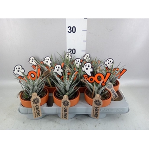 Haworthia fasciata 'Alba'