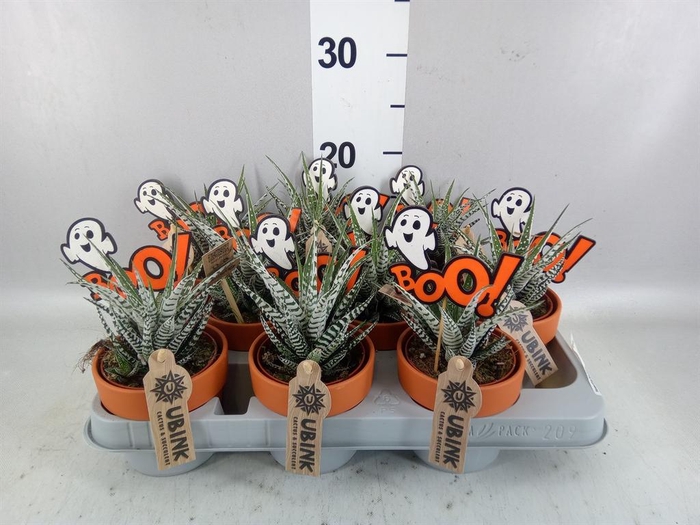 <h4>Haworthia fasciata 'Alba'</h4>