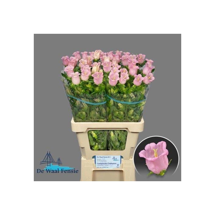 <h4>Camp M Pearl Pink</h4>