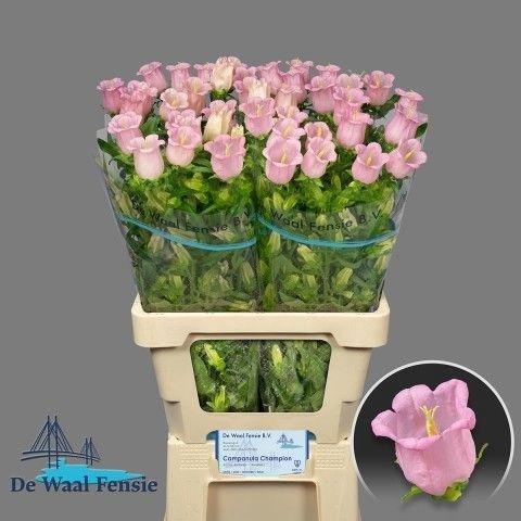 <h4>Campanula M Pearl Pink</h4>