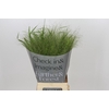 Panicum Fountain