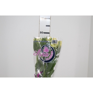 ALSTROEMERIA MELLOW YELLOW 080 CM