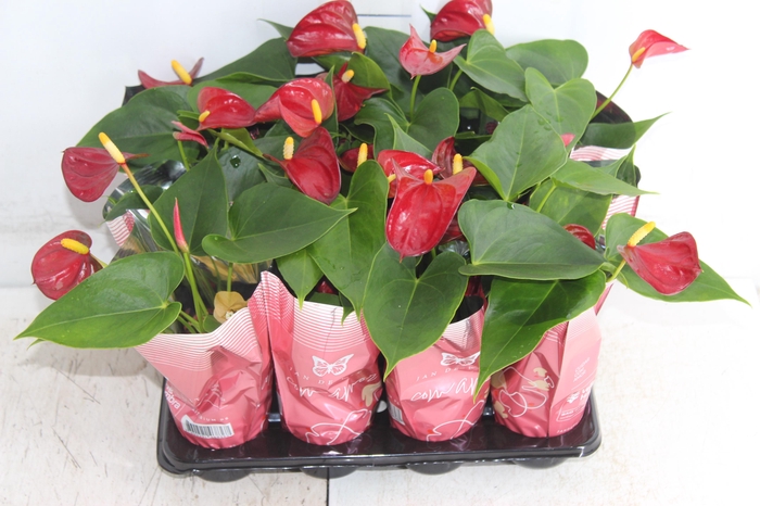 <h4>ANTHURIUM P06 VERMELHO</h4>
