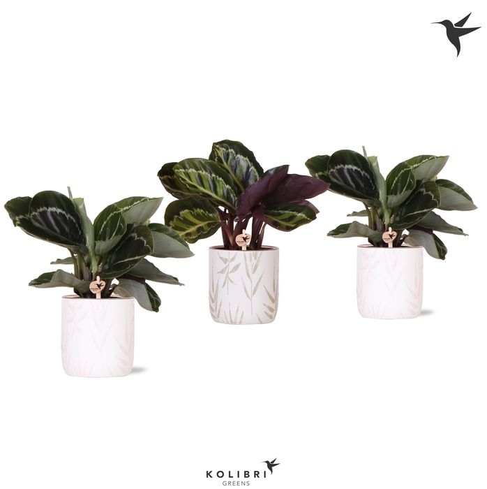 <h4>Calathea Gemengd Keramiek Leaf</h4>