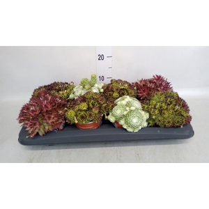 Sempervivum tectorum